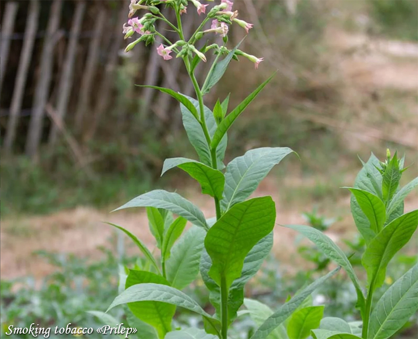 Smoking tobacco Prilep Suitsutubakas, Табак курительный Прилеп